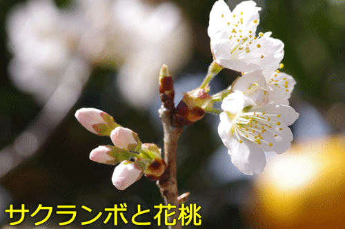 サクランボと花桃