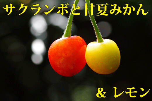サクランボ