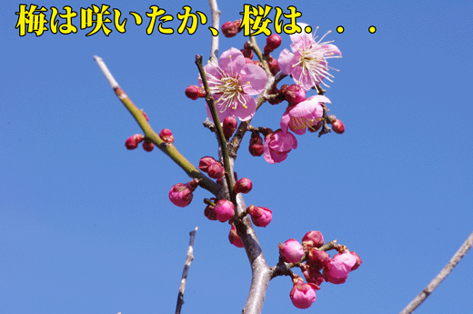 梅は咲いたか
